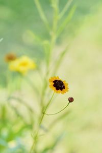 Close-up of insect on yellow flower