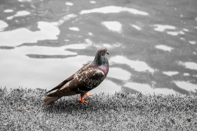 Bird perching on a field