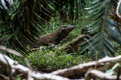 Close-up of lizard on tree