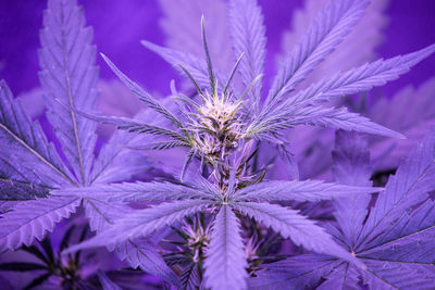 Close-up of flowering cannabis plants 