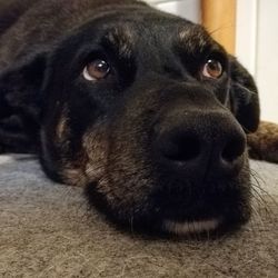 Close-up portrait of black dog at home