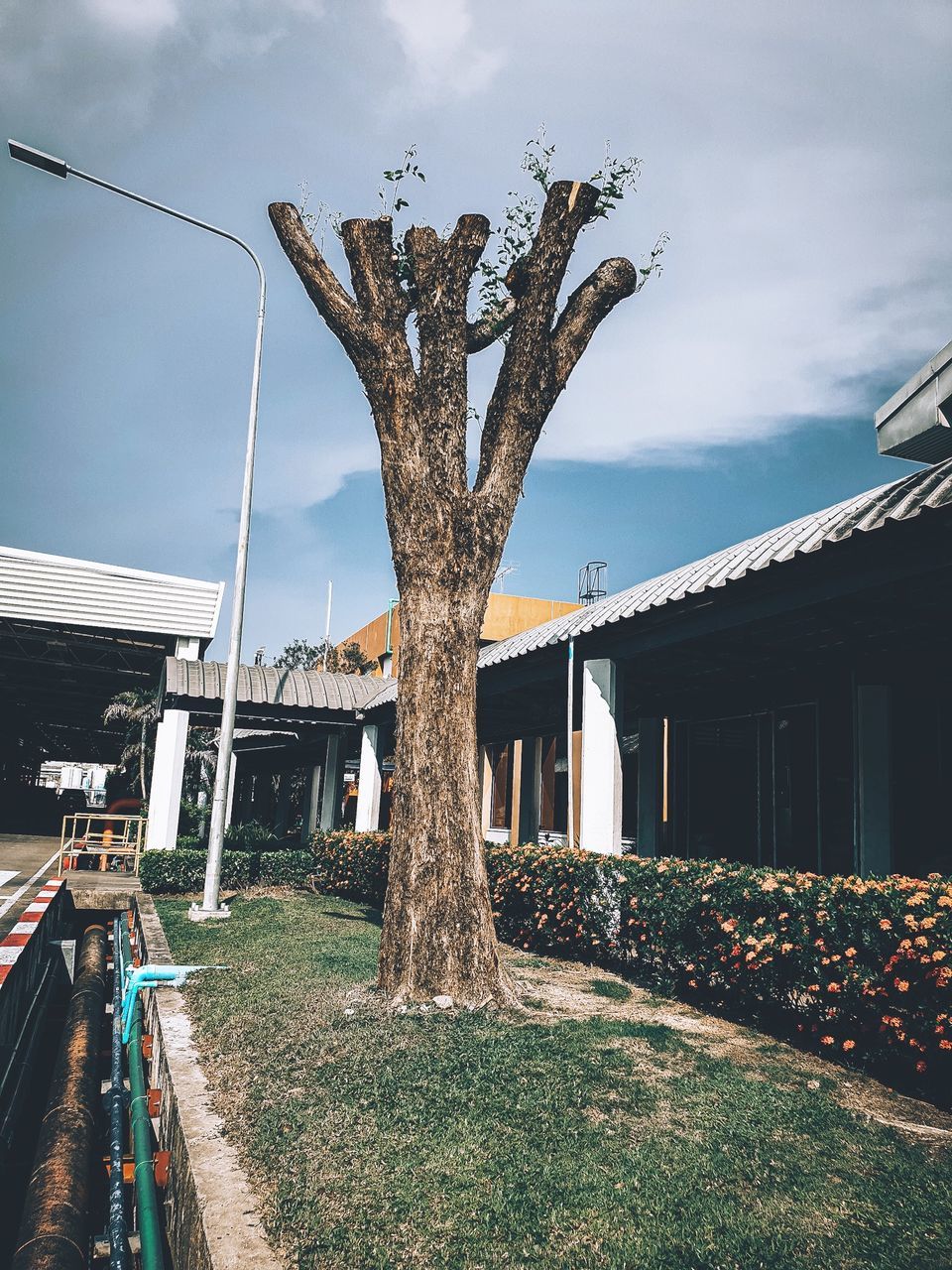 architecture, plant, built structure, sky, building exterior, tree, day, nature, cloud - sky, grass, no people, building, transportation, tree trunk, trunk, bare tree, house, outdoors, city, growth