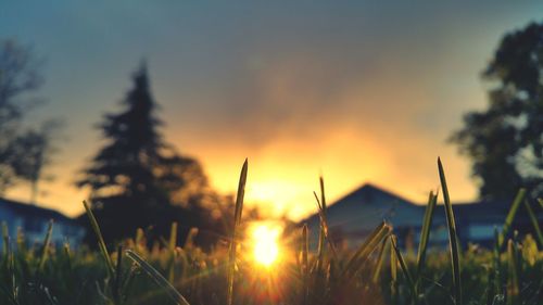 Scenic view of field against sky during sunset