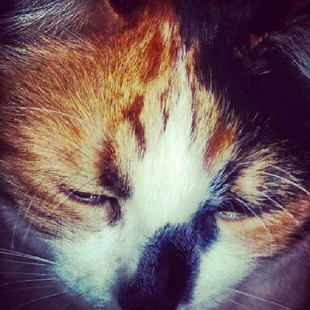 one animal, animal themes, domestic animals, mammal, pets, indoors, close-up, domestic cat, cat, animal head, animal body part, animal hair, whisker, feline, sleeping, relaxation, high angle view, no people, eyes closed, part of