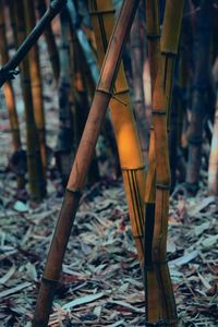 Close-up of wood in field