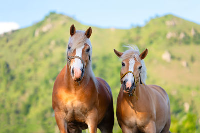 Portrait of horse in field