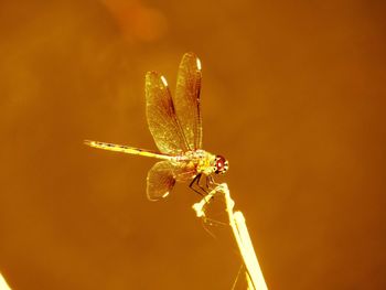 Close-up of dragonfly on plant