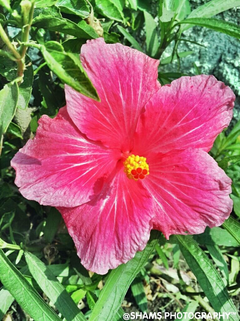 flower, petal, freshness, flower head, fragility, growth, single flower, beauty in nature, hibiscus, pink color, pollen, stamen, blooming, close-up, nature, leaf, plant, red, in bloom, focus on foreground