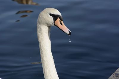 Close-up of swan in lake