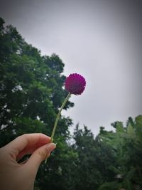 Person holding pink flowering plant against clear sky