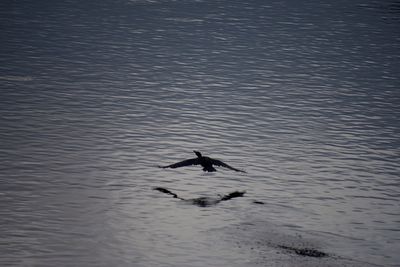 Bird in water