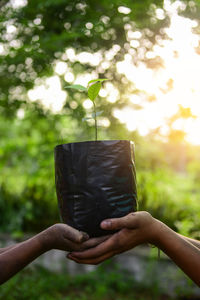 Close-up of hand holding plant against trees