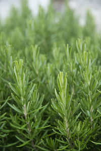 Close-up of fresh green plants
