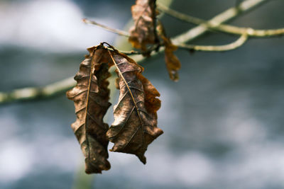 Close-up of dry plant against sky