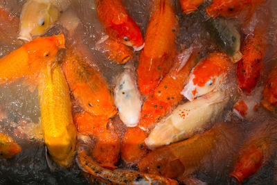 Close-up of a koi