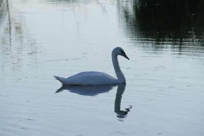 Swan swimming in lake