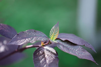 Close-up of leaves on plant during autumn