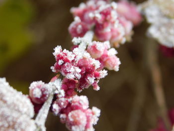 Close-up of pink flowering plant