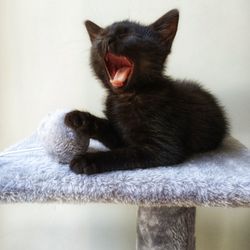 Close-up of cat yawning