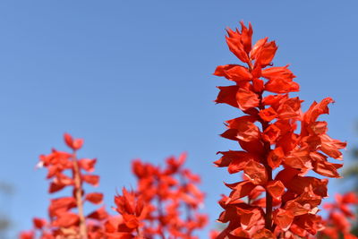 Close-up of orange flowering plant against clear blue sky