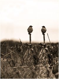 Bird perching on landscape against sky