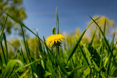 Close-up of yellow flowering plant on field