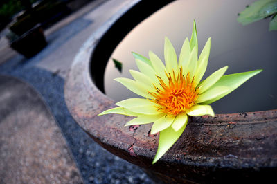 Close-up of yellow flower on car