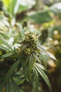 Close-up of plant