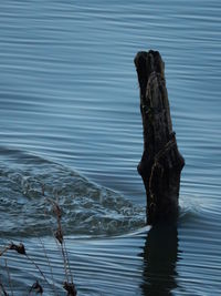 Trees in water