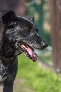 Close-up of dog looking away