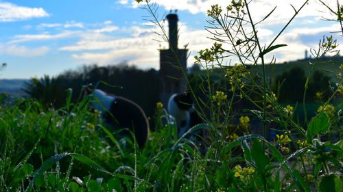 Close-up of plants growing on field against sky