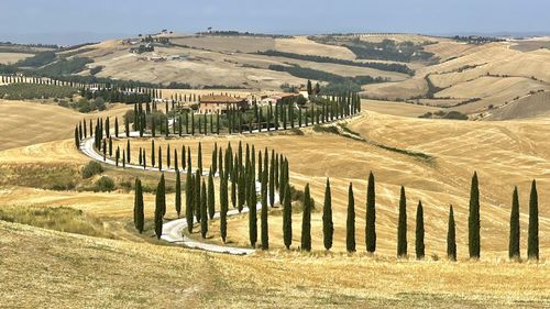 Immersed in the golden hills of the val d'orcia and its unmistakable cypresses 