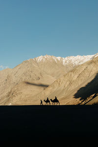 Camel ride silhouettes against snow capped mountains in nubra valley, ladakh, india.