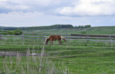 Horses in a field