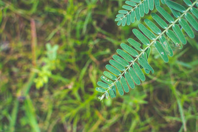 Close-up of fern leaves