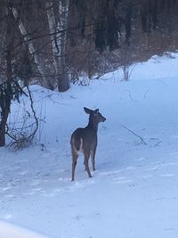 Dog on field during winter