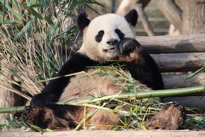 View of panda sitting in zoo