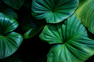 Closeup nature view of tropical leaves background, dark nature concept