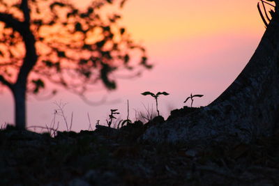 Close-up of plants against sky at sunset