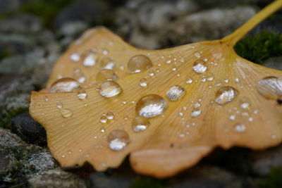 Close-up of raindrops on leaf