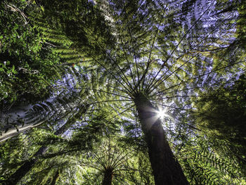 Low angle view of trees in forest