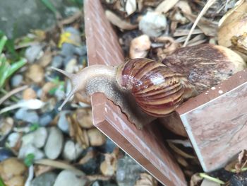 Close-up of snail