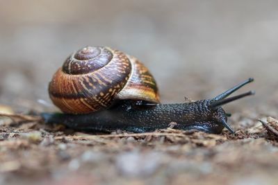 Close-up of snail