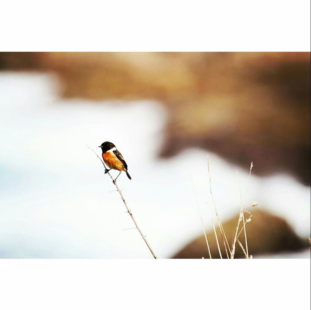 animal themes, animals in the wild, one animal, wildlife, bird, perching, focus on foreground, full length, zoology, close-up, insect, nature, selective focus, outdoors, transfer print, auto post production filter, side view, day, spread wings, no people