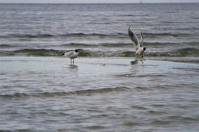 Seagulls on beach