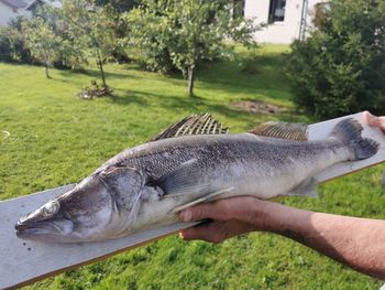 Cropped hand holding fish