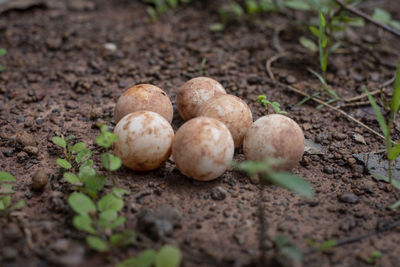 Close-up of mushrooms growing on field