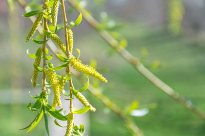 Close-up of plant