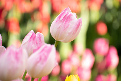 Close-up of pink tulips