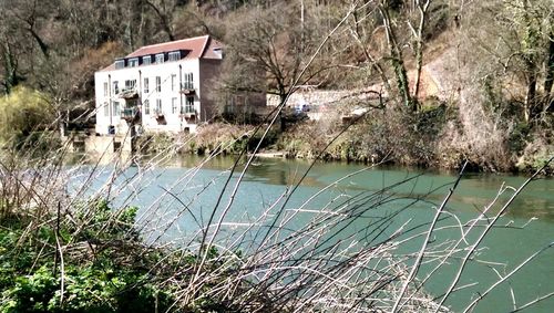 Reflection of trees in water